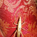 Grasshopper