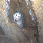Baby possum