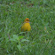 Atlantic Canary