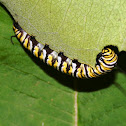Monarch Caterpillar