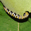 Monarch Caterpillar