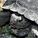 Gopher Tortoise