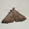 Moth