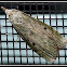 Bee Moth