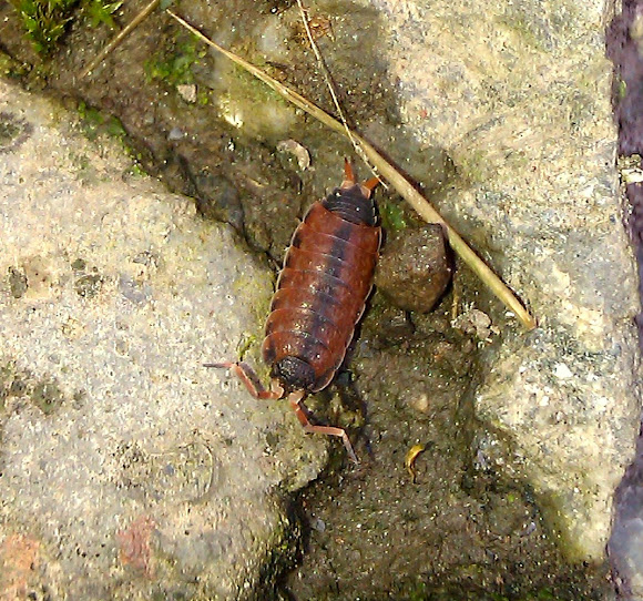 Spotting Image 1