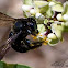 Carpenter Bee