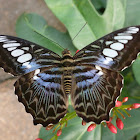 Blue Clipper
