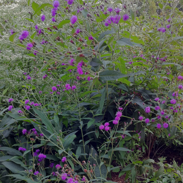 Ironweed Project Noah