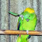 Yellow Naped Amazon