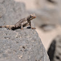 Lizard