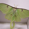Luna Moth