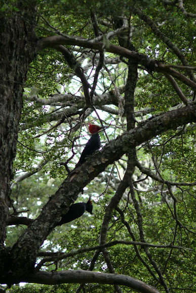 Spotting Image 1