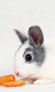 How to get Rabbit Wallpaper Free 1.0 apk for bluestacks