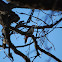 Great Spotted Woodpecker