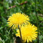 gewöhnlicher Löwenzahn,  common dandelion