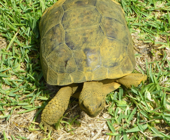 Spotting Image 1