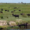 Buffalo
