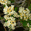 Fynbos