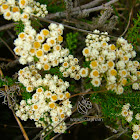 Fynbos