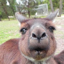 Kangaroo