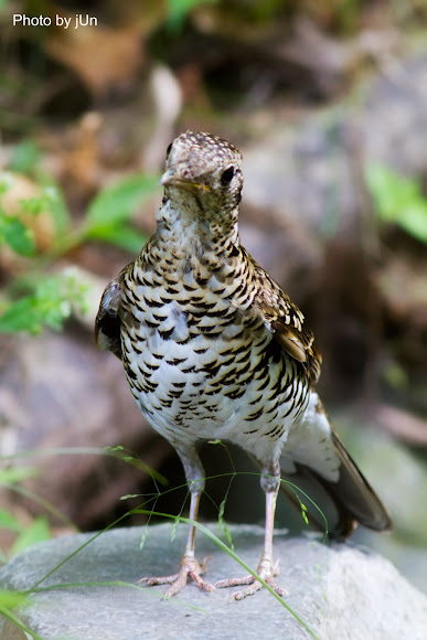 Spotting Image 1