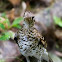 White's Thrush