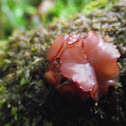 Fungi