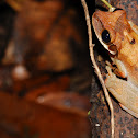 Common Bromeliad Treefrog