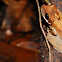Common Bromeliad Treefrog