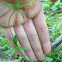 Chickweed