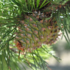 Table Mountain Pine