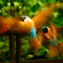 Northern Carmine Bee-eater