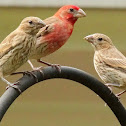House finch