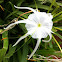 Swamp Spider Lily (?)