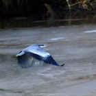 Grey Heron