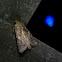Yellow-striped Armyworm