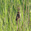Red-winged Blackbird