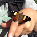 Yellow Admiral