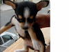 Vendo Hermosos Cachorros Chihuahuas