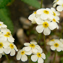 Rock Jasmine, Sweet Scented Androsace