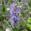 Pickerelweed