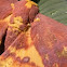 Imperial Moth