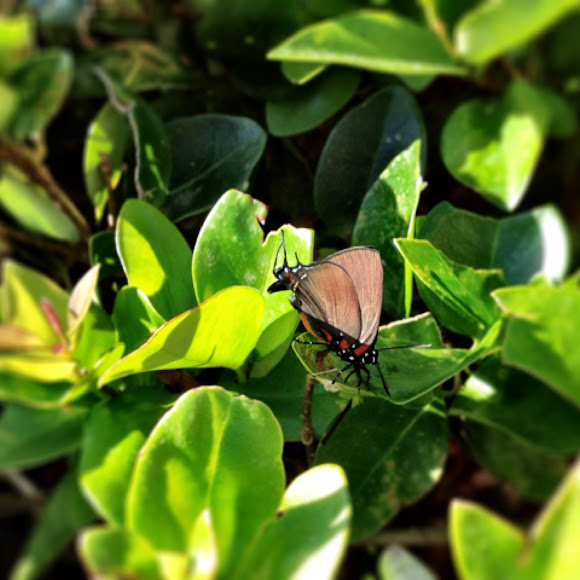 Spotting Image 1