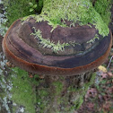 Bracket fungus
