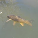 Carp