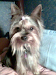 Peluqueria Canina