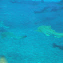 Zebra Shark