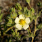 Shrubby Cinquefoil
