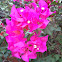 Bouganvilleae