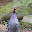 Helmeted Guineafowl